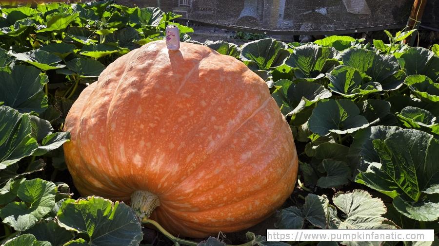 fruitImages/1010 Clark 2025B.jpg